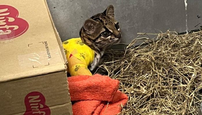  Após longo tratamento, gato-maracajá atropelado é devolvido à natureza no Oeste do Paraná